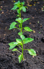 Young pepper plants
