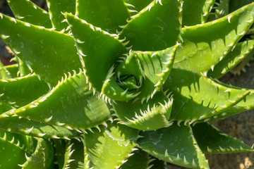 Aloe breviforia, Liliaceae, southern Africa