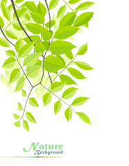 Obraz premium Nature Fantasy: Peaceful leaves of tranquillity