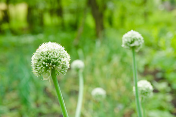 Onion flower
