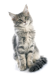 Obraz premium kotek maine coon