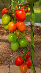 Large red sky striker- tomato in greenhouse growing. 