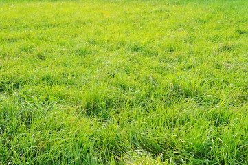 Beautiful green lawn