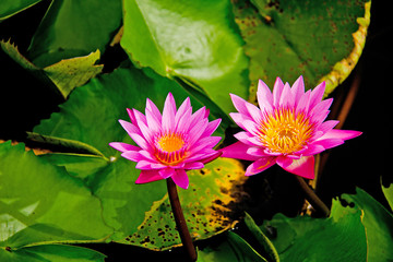 Twin lotus
