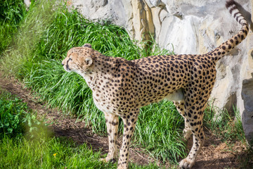Cheetah looking witrh caution. Fast Feline animal.