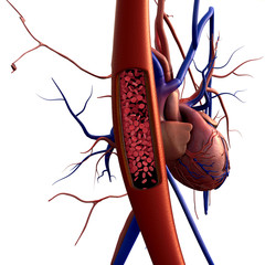 blood vessels, erythrocyte