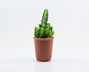 isolation cactus