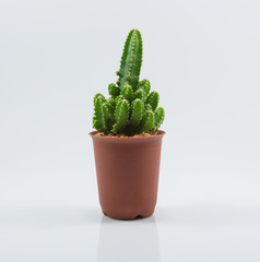 isolation cactus
