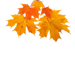 Fototapeta na wymiar Autumn maple branch with leaves isolated on a white background