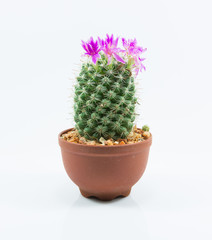 isolation cactus © prawin99