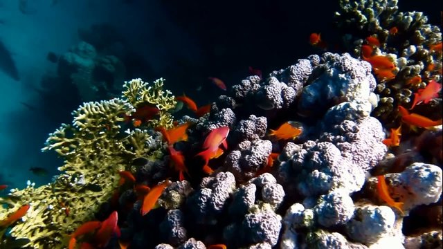 viele bunte fische bei korallen