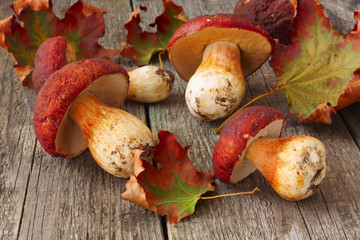 ceps and maple leaves scattered on the wooden background