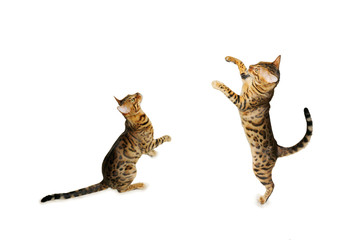 Bengal Katzen, Katzenpaar in aktion  in Bewegung © ViennaFrame
