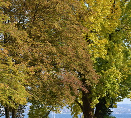 automne