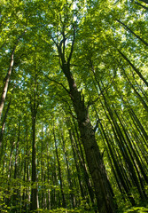 Fototapeta premium tall trees in forest