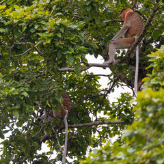 Proboscis Monkey