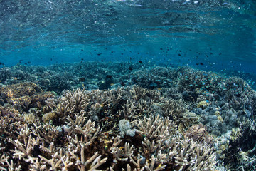 Naklejka na ściany i meble Corals in Shallow Water