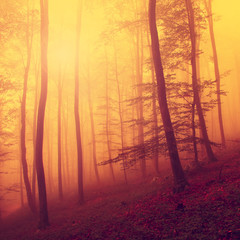 Colored autumn forest scene