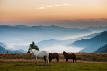 Mountain landscape with grazing horses