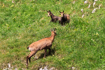 chamois (Rupicapra Carpatica)