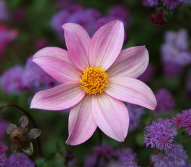 Fototapeta premium Zinnia dans les allées fleuries de Bourges.