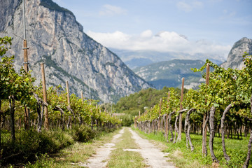 the road to the vineyard