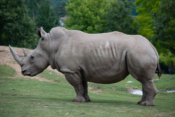 Rhinocéros Gris 3