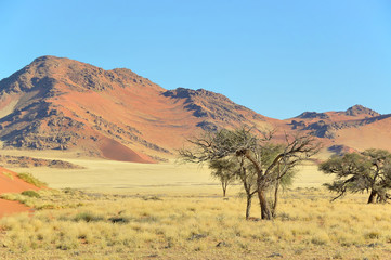 Fototapeta na wymiar Grass, dune and mountain landscape near Sossusvlei,