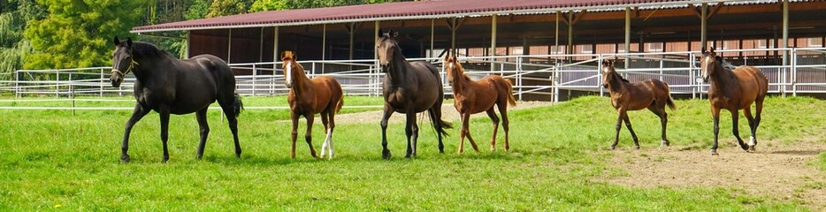 Elevage de chevaux, chevaux au pâturage - panorama