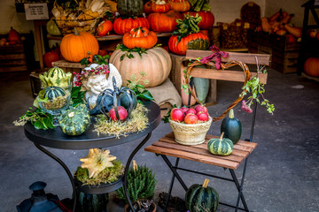 Fototapeta premium Pumpkin paradise