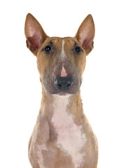 bull terrier