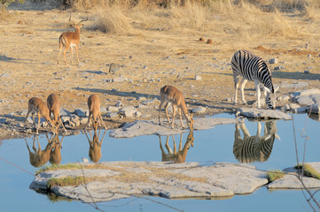 Fototapeta na wymiar Impalas and zebra