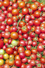 Backround of red tomatoes