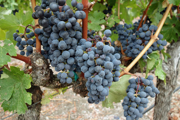 Fototapeta premium Healthy grape vines at harvest in Napa, California