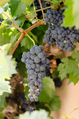 Vine with black grapes