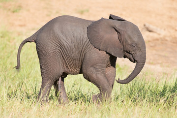 Small elephant calf play in long green grass and having lot of f