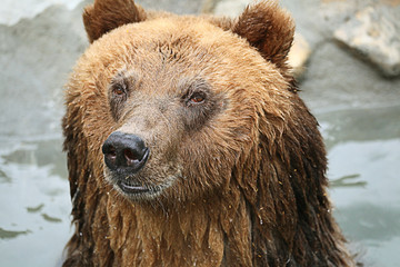 brown bear in a zoo