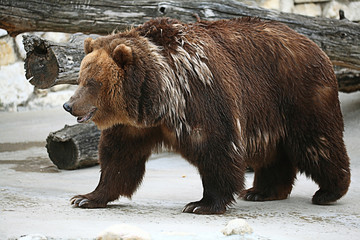 brown bear in a zoo