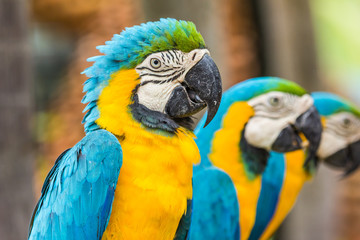 Scarlet Macaw