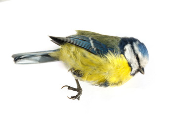 Fototapeta premium A close-up of a deceased blue tit