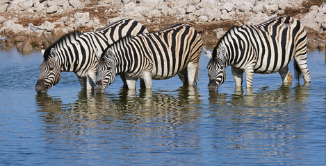 Fototapeta na wymiar Three zebras drinking