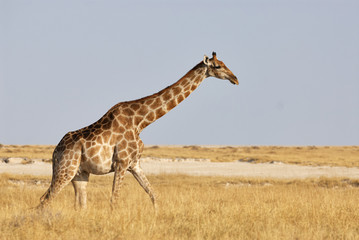 Giraffe walking in the savanna
