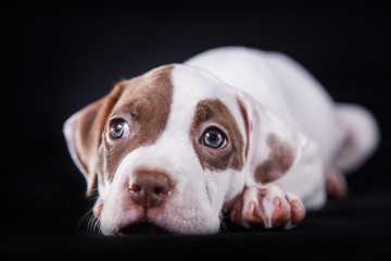 Pit bull puppy sweet