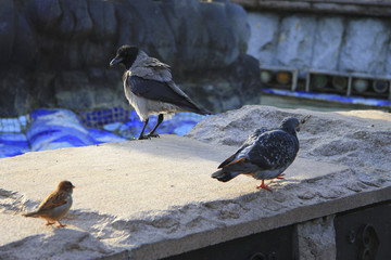 Black raven and pigeon walking on the stone