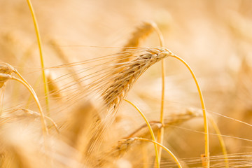 Ripe golden ear of wheat