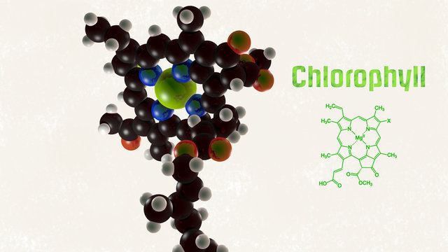 Chlorophyll von links