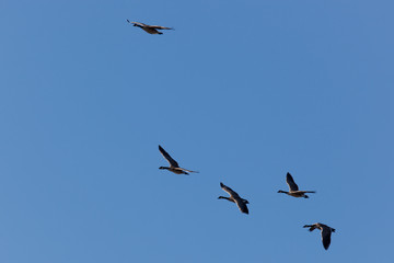 Geese Flight