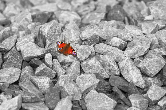 Butterfly of Hope