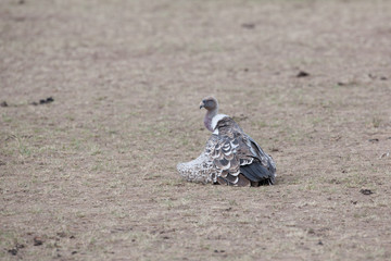 bird