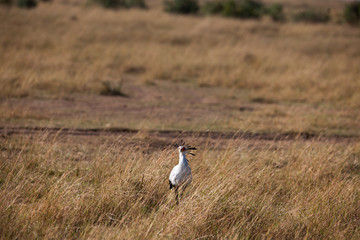 secretary bird